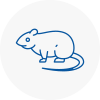 Rat Control Dorset