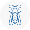 Dorset Wasp Nest Removal